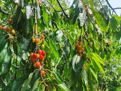 
      
      Kashmir's cherry harvest: A blossoming mid-year economic relief
      
      