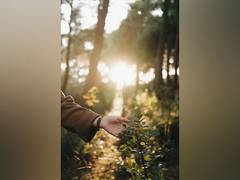 
      
      Plant cells responds to touch: Study
      
      