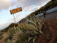 
      
      Thieves steal succulent plants from South Africa, sell to China
      
      