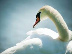 
      
      New York teenagers kill, eat a swan, police say
      
      