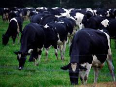 
      
      Growing trend of dairy farming in J-K
      
      