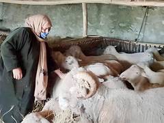 
      
      North Kashmir's female farmer leads the way in sheep farming
      
      