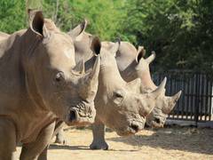 
      
      How studying poop may help boost white rhino populations: Study
      
      