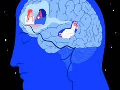 
      
      Research reveals brain's mechanism for memory consolidation      
      
      