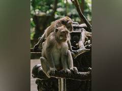 
      
      Socially tolerant primates have greater impulse control: Study 
      
      