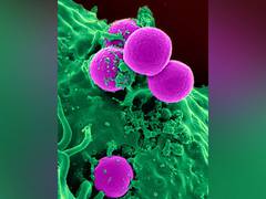 
      
      'Village' approach to transform stem cell research: Study
      
      