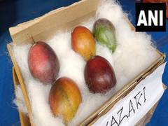 
      
      World's most expensive mango showcased in Siliguri Mango festival
      
      