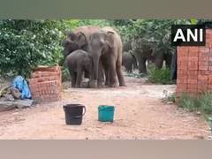 
      
      Elephants enter Andhra village, drink water from buckets
      
      