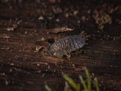 
      
      Study finds light pollution confuses coastal woodlouse
      
      