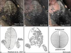 
      
      Scientists find Indian Dickinsonia fossil is left-over impression
      
      