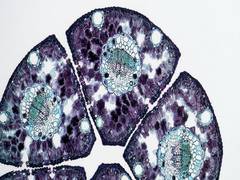 
      
      Study finds cancer cells can adapt to novel drugs
      
      