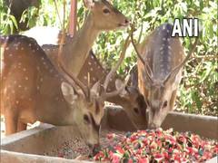 
      
      J-K: Udhampur's Tanday Park makes arrangements for deers to beat 
      
      