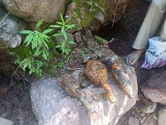 
      
      J-K: SOG, Army recover 5 rusted bombs from Poonch village
      
      