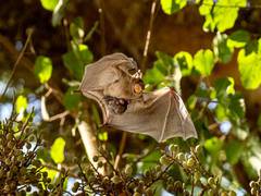 
      
      Bats suffer hearing loss too, but how they adapt may help humans
      
      
