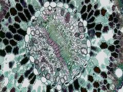 
      
      Study finds new tool to study complex genome interactions
      
      