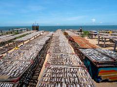 
      
      Biogas can be produced by fish farms: Study
      
      