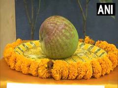 
      
      World's most expensive mango 'Miyazaki' showcased at Raipur fest
      
      