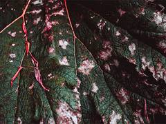 
      
      Study discovers spectacular patterns found in ancient plants
      
      
