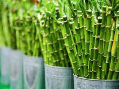 
      
      Bamboo could be upcoming renewable energy source: Study
      
      