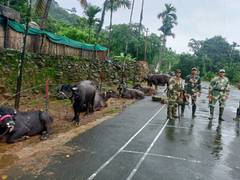 
      
      Meghalaya: BSF rescues 36 cattle on Bangladesh border
      
      