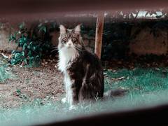 
      
      Maharashtra: Stray Cat Vaccination opens in Panvel 
      
      