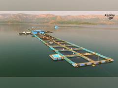 
      
      Cambay Tiger Empowers Sustainability Amidst Indian Fishing Ban
      
      