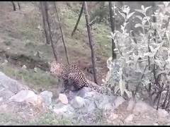 
      
      Uttarakhand: Leopard spotted in Uttarkashi's village
      
      