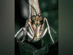 
      
      Malaria treatment made possible by cancer medication: Study
      
      