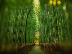 
      
      Bamboo could be a future renewable energy source: Study
      
      