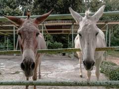
      
      Pakistan gives nod to export of donkey-hides to China
      
      