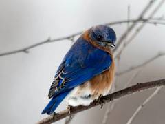 
      
      Study shows male bird has to change his tune to attract mate
      
      