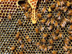 
      
      Honey bees more faithful to flower patch than bumble bees: Study
      
      
