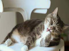 
      
      Study reveals how a cat's nose can identify food scents
      
      
