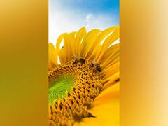 
      
      Honey bees more faithful to flower patches than bumble bees
      
      