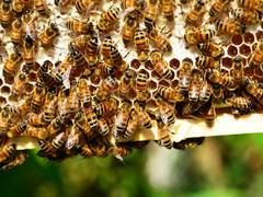 
      
      Immune-boosting therapy helps honey bees resist viruses: Study
      
      