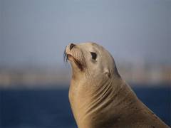 
      
      Hundreds of dolphins, sea lions wash up dead, sick in California
      
      