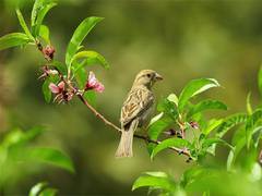 
      
      Male birds who can repeat song notes attract female mates: Study
      
      
