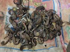 
      
      TN: Man arrested for smuggling seahorses in Ramanathapuram
      
      