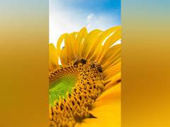 
      
      Omega-3 oil responds toxic effects of pesticides in pollinators
      
      