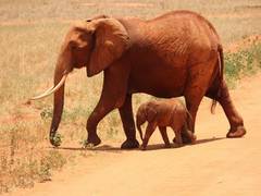 
      
      Elephants' dietary habits are similar to humans: Study
      
      