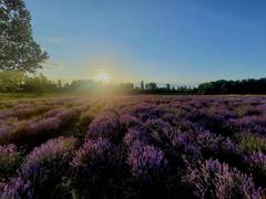 
      
      J-K: CSIR IIIM empowers labourers in Lavender farming 
      
      