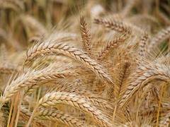 
      
      Cereal production projected to reach record high in 2023/24: FAO
      
      
