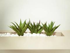 
      
      Study finds secrets of plant regeneration
      
      