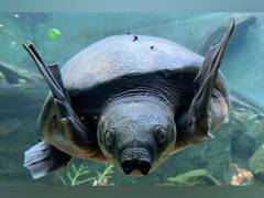 
      
      Bali Safari Park: Preserving the Majestic Pig-nosed Turtle 
      
      