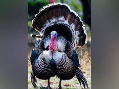 
      
      Timing of turkey nesting might not shift with changing climate
      
      