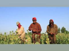 
      
      Farmers complain of lack of fodder in Afghanistan's Bamyan
      
      