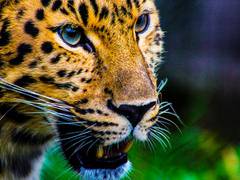 
      
      Genetic, isotopic analysis provides approach for wildlife...
      
      