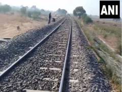 
      
      Asiatic lion run over by goods train in Gujarat
      
      