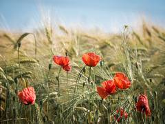 
      
      Punjab of Romantics: Raw, timeless beauty of love and longing
      
      