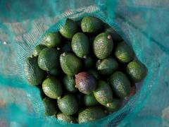 
      
      Bhutan: Farmers of Gomdar Gewog turn to Avocado cultivation
      
      